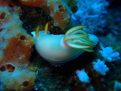 Hypselodoris bullockii