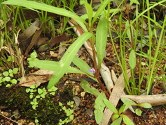 Hygrophila angustifolia