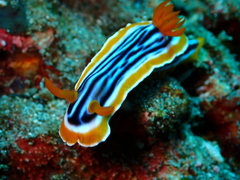 Chromodoris magnifica