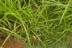 Urochloa plantaginea