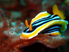 Chromodoris magnifica