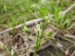 Eleocharis sphacelata