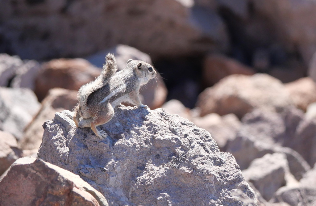 Ammospermophilus leucurus extimus