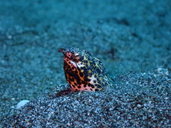 Callechelys marmorata