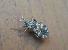 Centrocoris spiniger