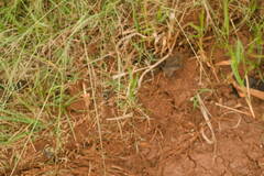 Eragrostis tenuifolia