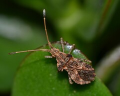 Centrocoris spiniger