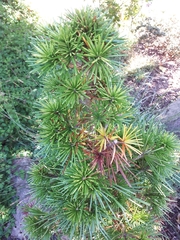 Sciadopitys verticillata