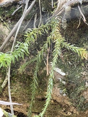 Phlegmariurus billardierei