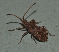 Centrocoris spiniger