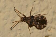 Centrocoris spiniger