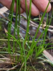 Eleocharis sphacelata