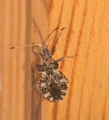 Centrocoris spiniger