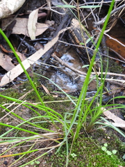 Eleocharis sphacelata