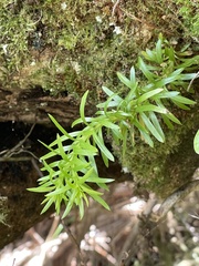 Phlegmariurus billardierei