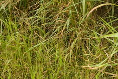 Bothriochloa pertusa