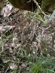 Phlegmariurus billardierei