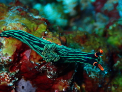 Nembrotha kubaryana