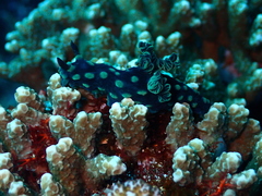 Nembrotha cristata