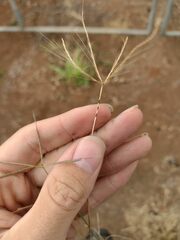 Chloris pycnothrix
