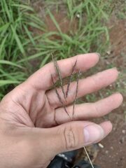 Bothriochloa pertusa