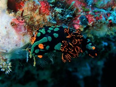 Nembrotha kubaryana