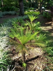 Blechnum brasiliense