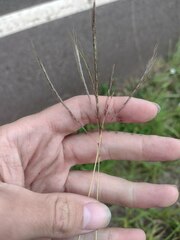 Dichanthium annulatum annulatum