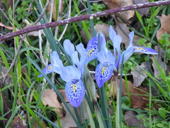 Iris histrio