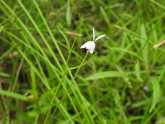 Lobelia stenophylla