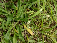 Gomphrena celosioides