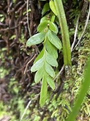 Tmesipteris lanceolata
