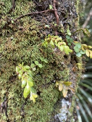 Tmesipteris lanceolata