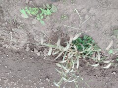 Urochloa plantaginea