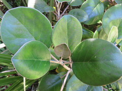 Brachyglottis rotundifolia