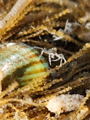 Halicarcinus