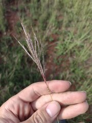 Dichanthium annulatum annulatum