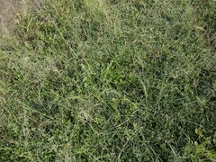 Eragrostis tenuifolia