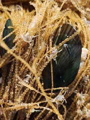 Halicarcinus