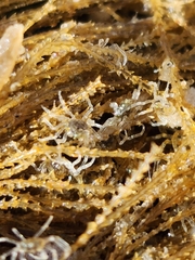 Halicarcinus