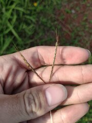 Bothriochloa pertusa