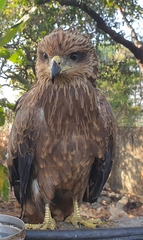 Milvus migrans govinda