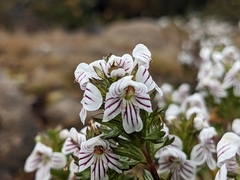 Euphrasia striata
