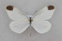 Leptidea amurensis