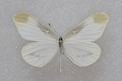 Leptidea amurensis