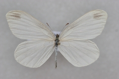 Leptidea amurensis