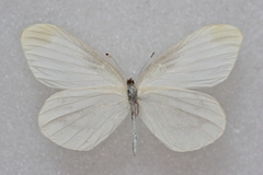 Leptidea amurensis