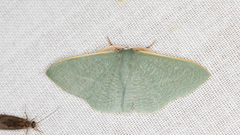 Prasinocyma ocyptera