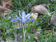 Iris histrio