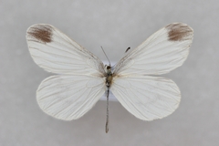 Leptidea amurensis